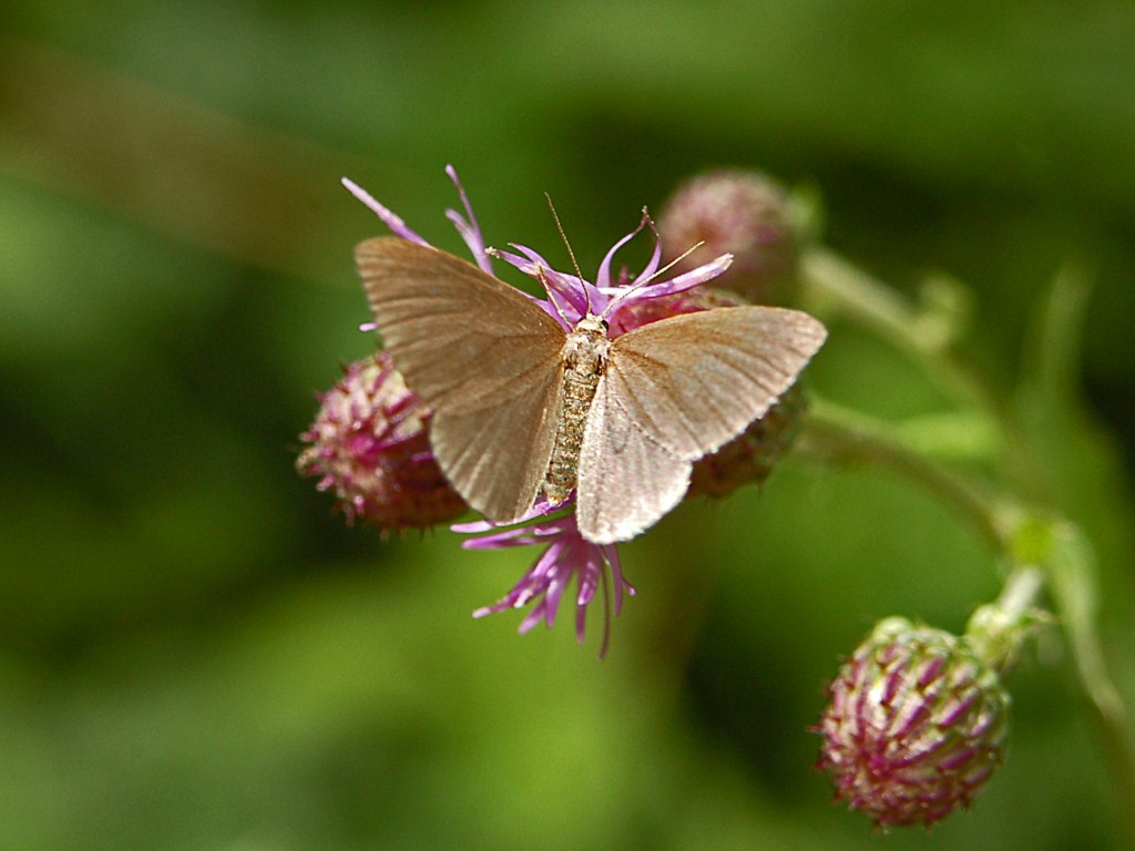 Un''altra farfalletta beige